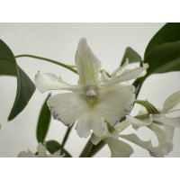 Dendrobium aberrans x rhodostictum (blühstark, ohne Knospe / Blüte)