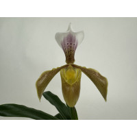 Paphiopedilum gratrixianum var. daoense