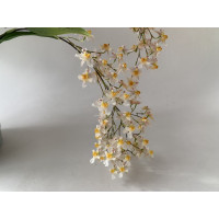 Oncidium Tiny Twinkle 'Rose Island'