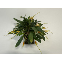 Masdevallia strobelii (4-6 Stiele)