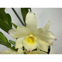 Dendrobium Sunny Dream (2 Rispen)