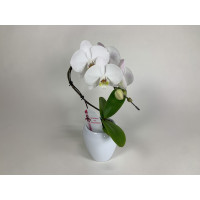 Phalaenopsis Swan 'White' (1 Rispe, inkl. Übertopf)