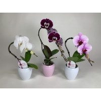 Phalaenopsis Swan Mix (3er Sparset inkl. Übertopf)