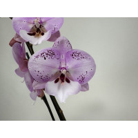 Phalaenopsis Spotted World 'Kizz' (2 Rispen)