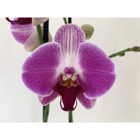 Phalaenopsis Ping Pong (2 Rispen)