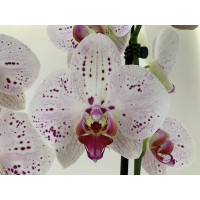 Phalaenopsis Goya (2 Rispen)
