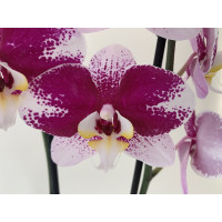 Phalaenopsis Barcelona (2 Rispen)