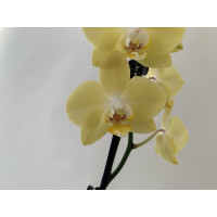 Phalaenopsis Golden Harvest (2 Rispen)