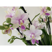 Phalaenopsis Blossom Bliss (3-4 Rispen)