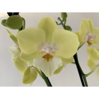 Phalaenopsis Arezzo 'Kizz' (2 Rispen)