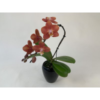 Phalaenopsis Swan 'Orange' (1 Rispe, inkl. Übertopf)