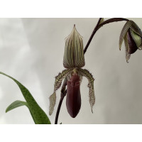 Paphiopedilum curtisii x rothschildianum