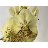 Vanda Yellow Henna (in Knospe/Blüte)