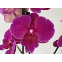 Phalaenopsis Lehnhardt 'Kizz' (2 Rispen)