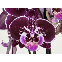 Phalaenopsis Elegant 'Debora' 'Kizz' (2 Rispen)