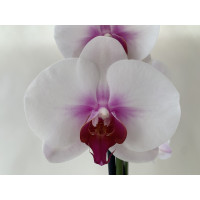 Phalaenopsis Mountion (2 Rispen)