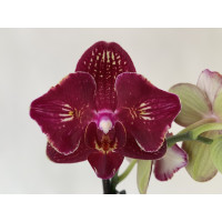 Phalaenopsis Ola 'Peloric' (2 Rispen)