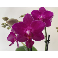 Doritaenopsis Purple Beauty (3 Rispen)