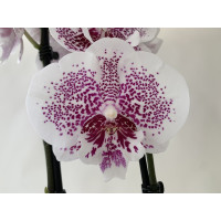 Phalaenopsis Leopard Prince Reverse 'Big Lip' (2 Rispen)