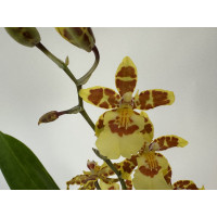 Colmanara Honey Bee (2 Rispen)
