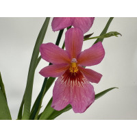 Burrageara Nelly Isler 'Rosy' (2 Rispen)