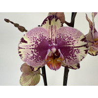 Phalaenopsis Golden Art (2 Rispen)