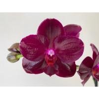 Phalaenopsis Sogo Relax (2 Rispen)