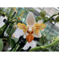 Phalaenopsis Minimark 'Peloric' (1-2 Rispen)