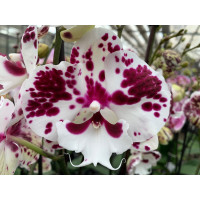 Phalaenopsis Polka 'Big Lip' (2 Rispen)