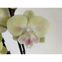 Phalaenopsis Yellow 'Kizz' (2 Rispen)