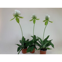 Paphiopedilum Maudiae-3er Sparset (in Knospe / Blüte)