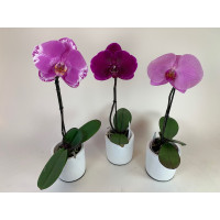 Phalaenopsis Singolo-Sortiment (3 Pfl. inkl. Übertopf)