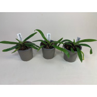 Paphiopedilum spicerianum (Jgpfl.) - Sparset