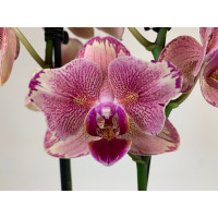Phalaenopsis Pirate Picotee 'Peloric' (2 Rispen)