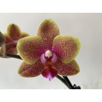 Phalaenopsis Sogo Lawrence (2 Rispen)