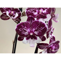 Phalaenopsis Dark 'Kizz' (2 Rispen)