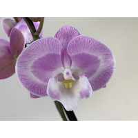 Phalaenopsis Sexy Pink 'Big Lip' (2 Rispen)