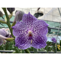 Vanda Indigo Spots (in Knospe Blüte)