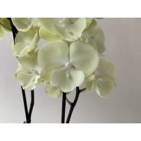 Phalaenopsis Yellow Stone (2 Rispen)