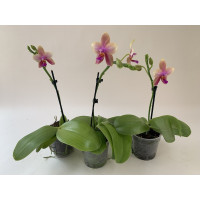 Phalaenopsis Liodoro-Sparset (1 Rispe)