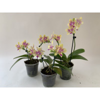 Phalaenopsis Biondoro-3er Sparset (in Knospe/Blüte)