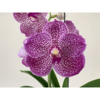 Vanda Mme Rattana A/M x Kasem's Delight (in Knospe/Blüte)