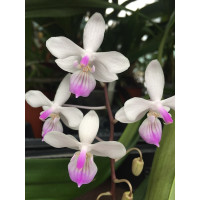 Phalaenopsis lindenii (Jgpfl.)