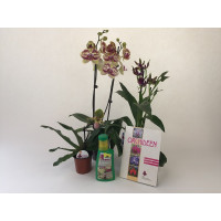 Orchideen-Einsteiger-Sortiment