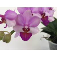 Doritaenopsis Liu's Cute Angel