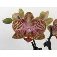 Phalaenopsis Little Orange Stripes (2 Rispen)