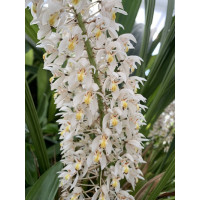 Coelogyne multiflora (blühstark)