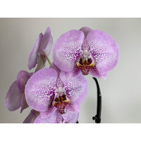 Phalaenopsis Sexy Pink (2 Rispen)