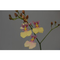 Ionicidium Popcorn 'Haruri' (Jgpfl., gerade frisch getopft)