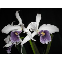 Laelia purpurata 'werkhauseri' (Jgpfl.)